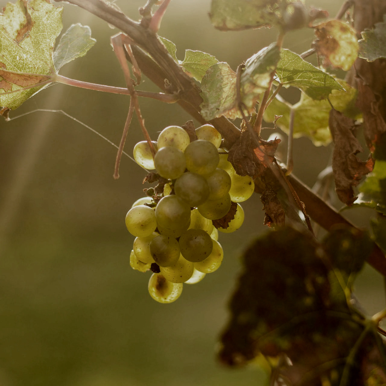 Art in the vineyard